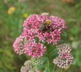 Image of taxon representative. Author is Вадим Рыбаков