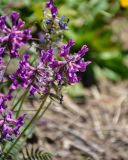 Oxytropis strobilacea