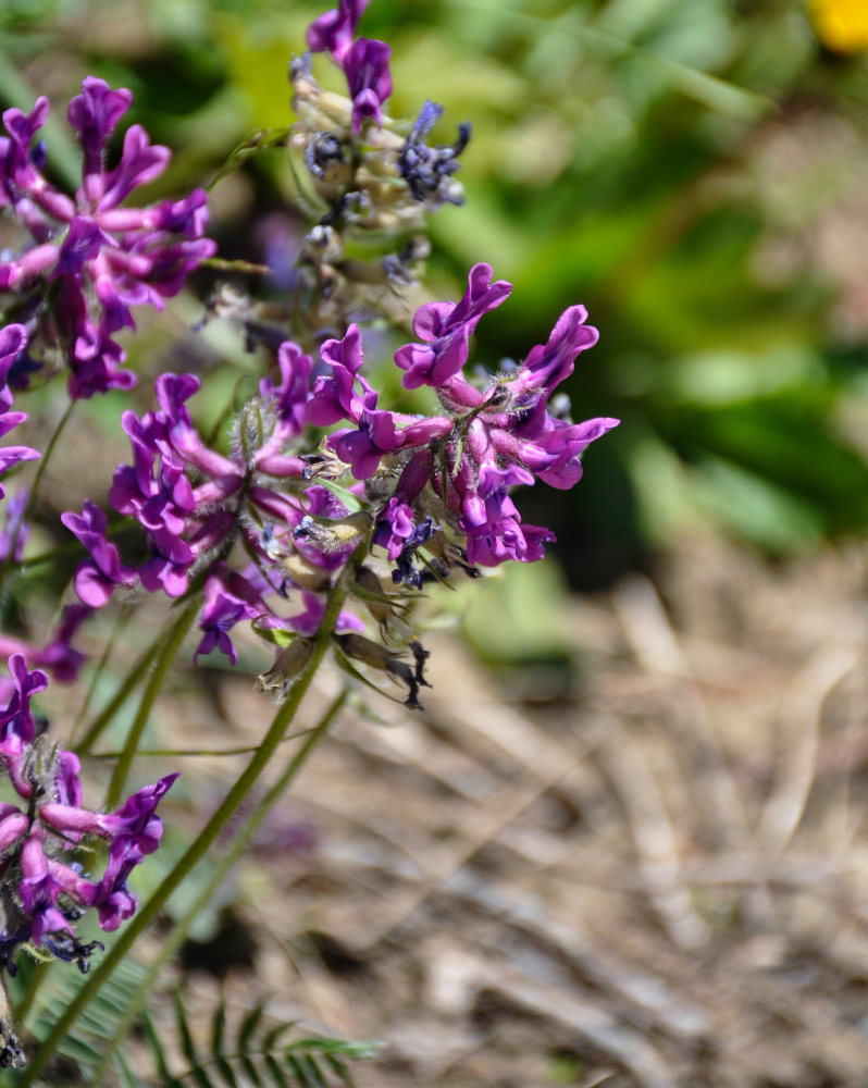 Image of Oxytropis strobilacea specimen.