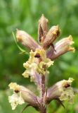 Orobanche owerinii