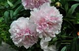 Paeonia lactiflora. Цветки (махровый культивар). Алтай, Чемальский р-н, с. Элекмонар, в культуре. 06.07.2021.