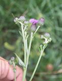 Cirsium incanum