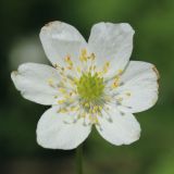 Anemone nemorosa. Цветок. Санкт-Петербург, Дудергофские высоты, широколиственный лес. 12.05.2023.