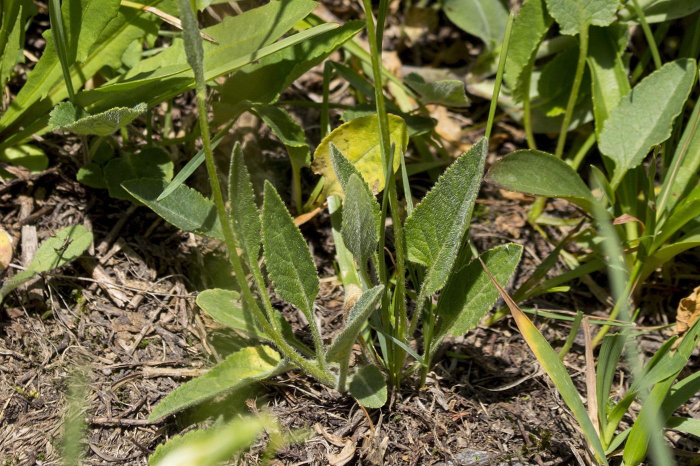 Image of Campanula collina specimen.