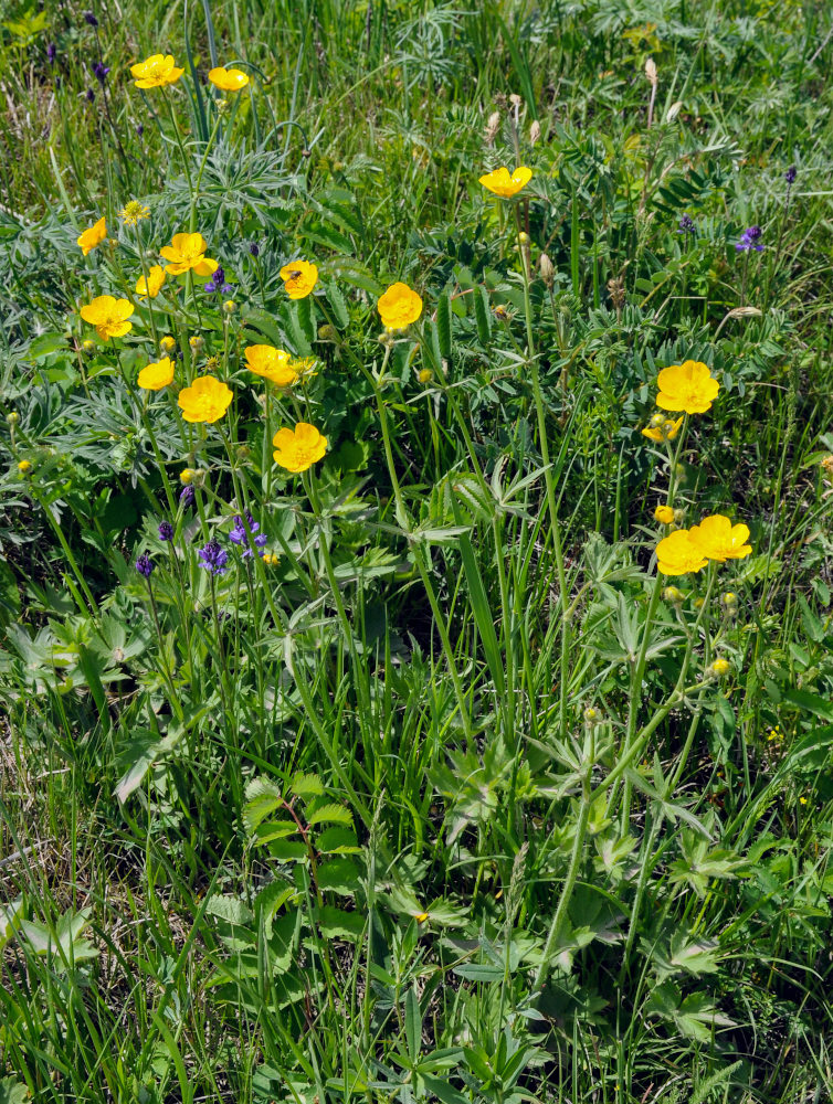 Изображение особи Ranunculus grandifolius.