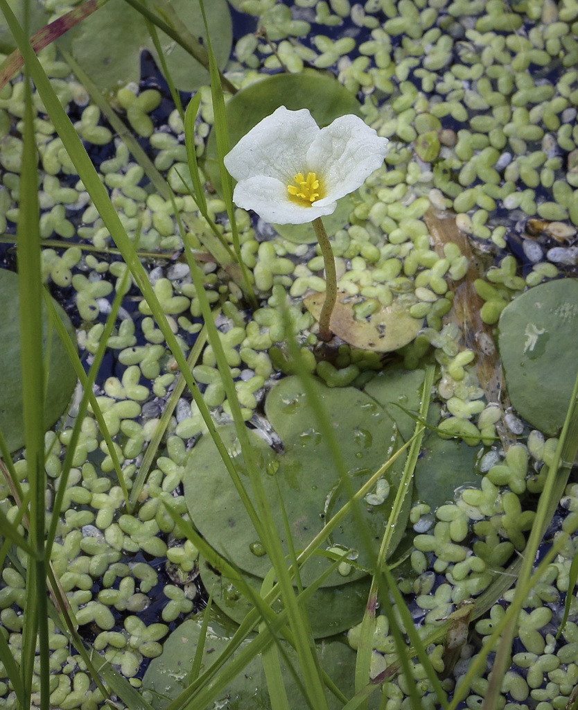 Image of Hydrocharis morsus-ranae specimen.