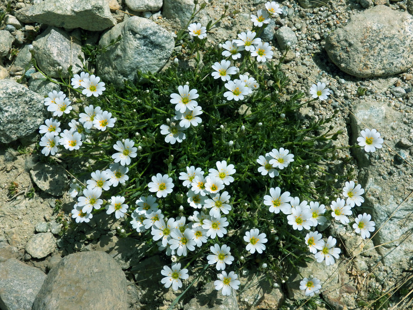 Изображение особи Dichodon cerastoides.