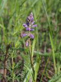 Polygala comosa