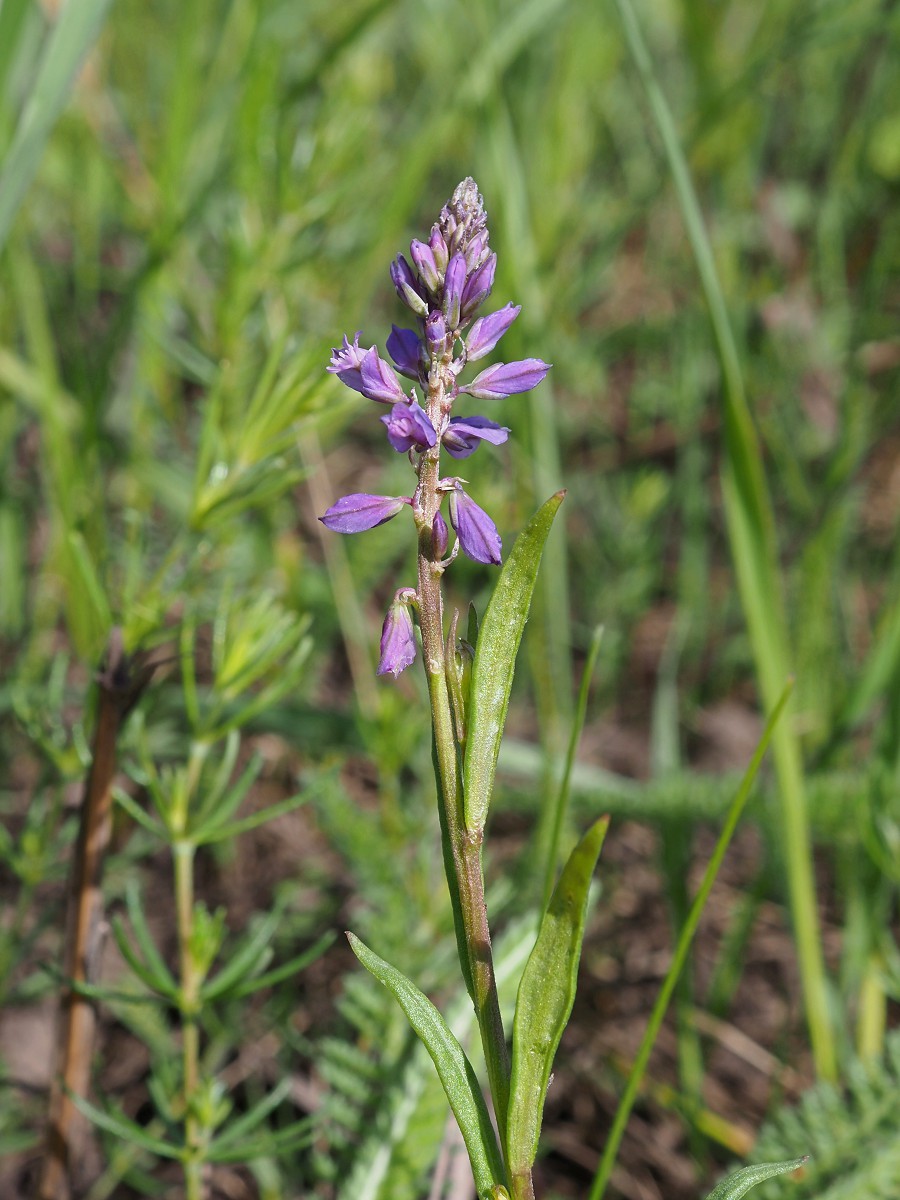 Image of Polygala comosa specimen.