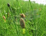 Equisetum fluviatile. Стробил. Московская обл., Одинцовский р-н, окр. г. Кубинка, заболоченая низина. 24.05.2010.