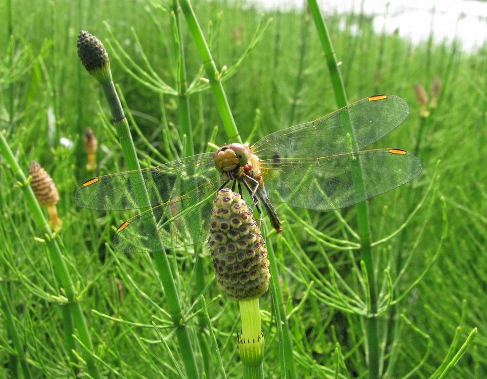 Изображение особи Equisetum fluviatile.