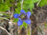 Gentiana septemfida. Цветок. Карачаево-Черкесия, Урупский р-н, хр. Загедан, долина Ацгарских озёр, ≈ 2500 м н.у.м., морена между средними озёрами, альпийский луг. 09.08.2023.