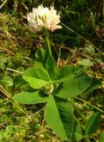 genus Trifolium