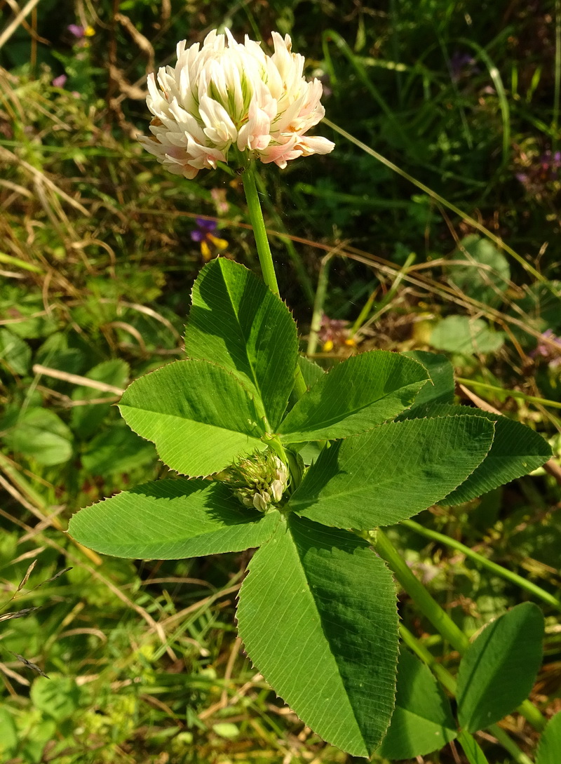 Изображение особи род Trifolium.
