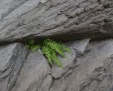 Woodsia caucasica