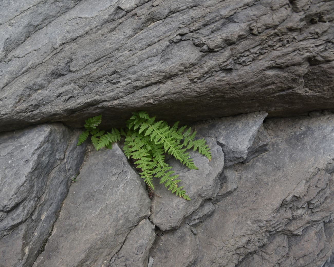 Image of Woodsia caucasica specimen.