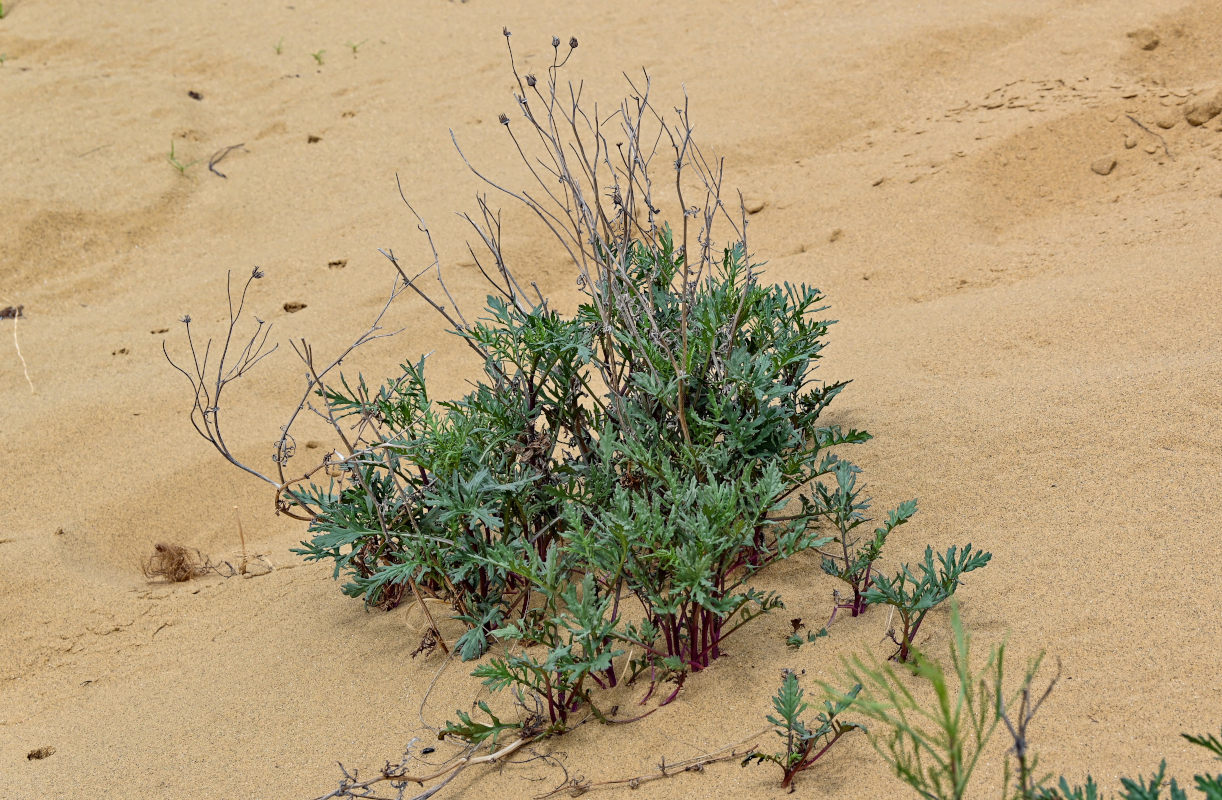 Image of Senecio schischkinianus specimen.