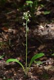 Platanthera &times; hybrida