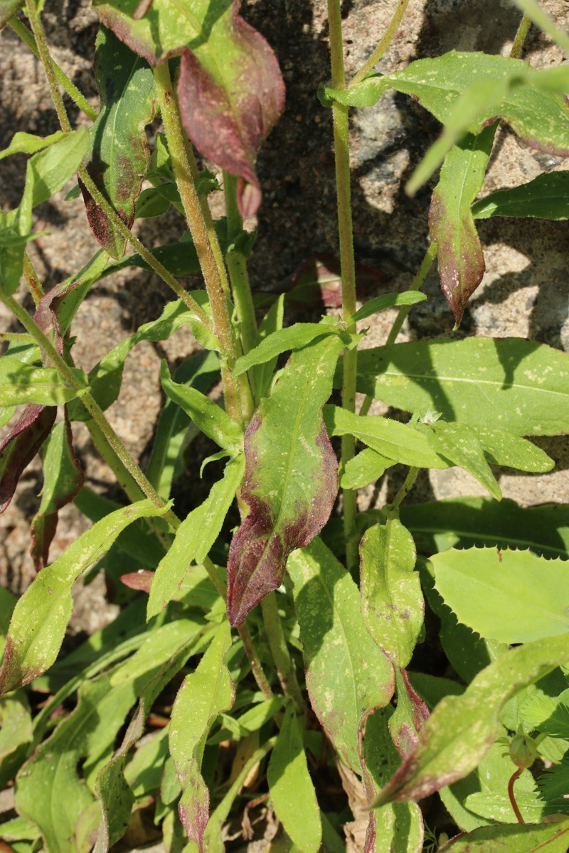 Image of Inula britannica specimen.
