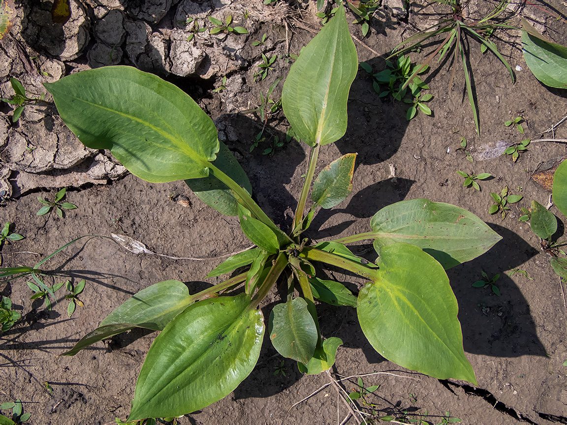 Image of Alisma plantago-aquatica specimen.