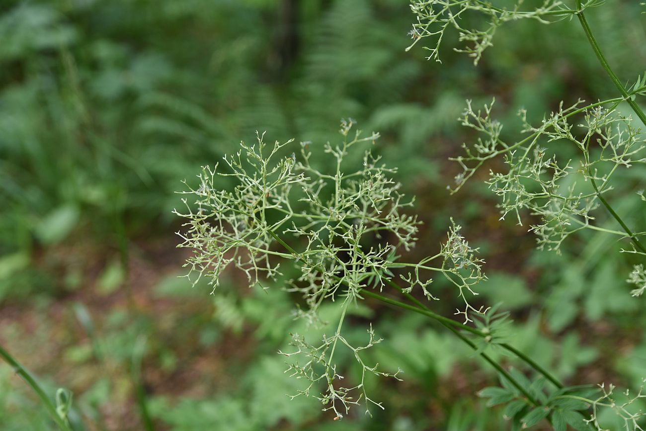 Image of genus Valeriana specimen.