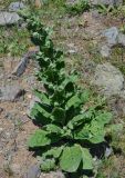 Verbascum pyramidatum. Растение с формирующимися соцветиями. Армения, Вайоц Дзор, ущелье р. Арпа, каменистый склон. 03.05.2013.