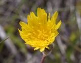 Sonchus bulbosus. Соцветие. Испания, автономное сообщество Каталония, провинция Жирона, комарка Баш Эмпорда, муниципалитет Тороэлья-де-Монгри, окр. устья р. Тер, осушенный участок маршевого луга \"Платера\" (Platera). 29.03.2024.