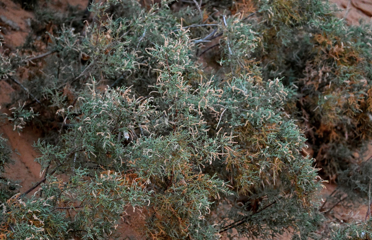 Image of genus Tamarix specimen.