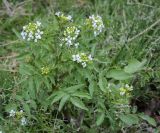 Nasturtium officinale. Верхушка цветущего растения. Абхазия, Гагрский р-н, с. Лдзаа, водоотводный канал. 11.04.2024.