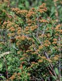 Spiraea hypericifolia. Верхушки ветвей с соплодиями. Оренбургская обл., Кувандыкский гор. округ, заповедник \"Шайтан-Тау\", долина р. Сакмара, луговой склон. 05.07.2023.