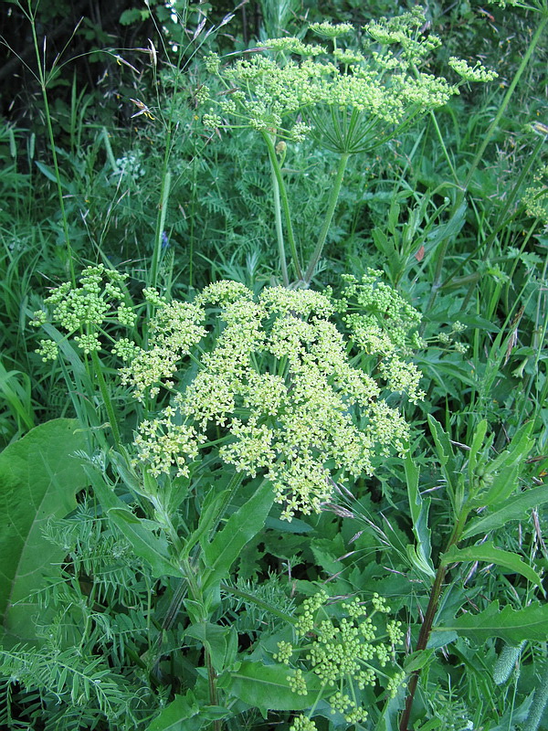 Image of Heracleum sibiricum specimen.