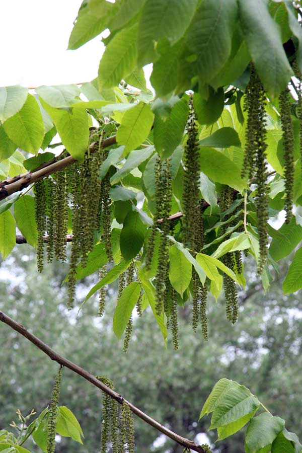 Image of Juglans mandshurica specimen.