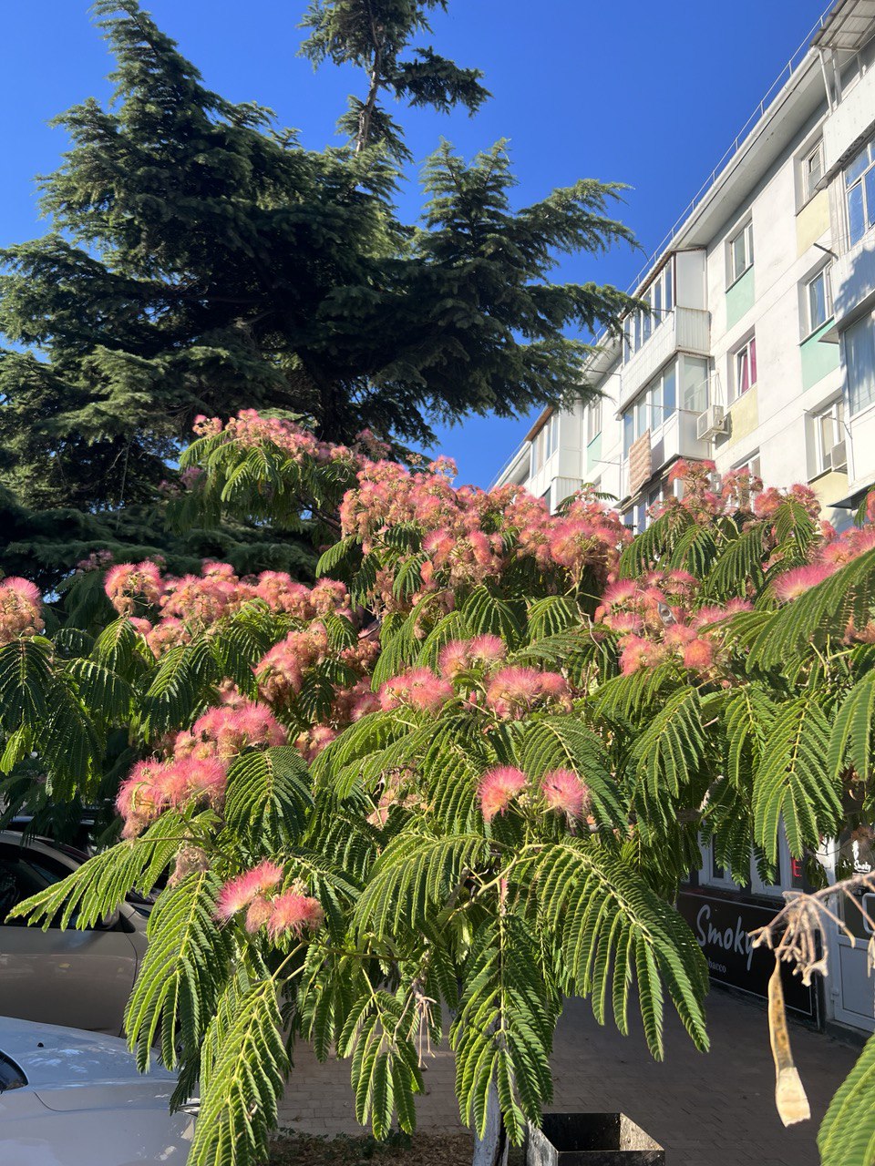 Image of Albizia julibrissin specimen.