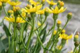 Senecio paulsenii. Верхушки цветущего растения с нераскрывшимися и распустившимися соцветиями-корзинками. Таджикистан, Горно-Бадахшанская автономная обл., Рушанский р-н, Южно-Аличурский хр., дол. р. Тогузбулок, западнее пер. Кой-Тезек, окр. кишл. Джелонди, выс. ≈ 3600 м н.у.м., каменистый борт речной долины. 4 июля 2024 г.