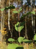 Alnus glutinosa