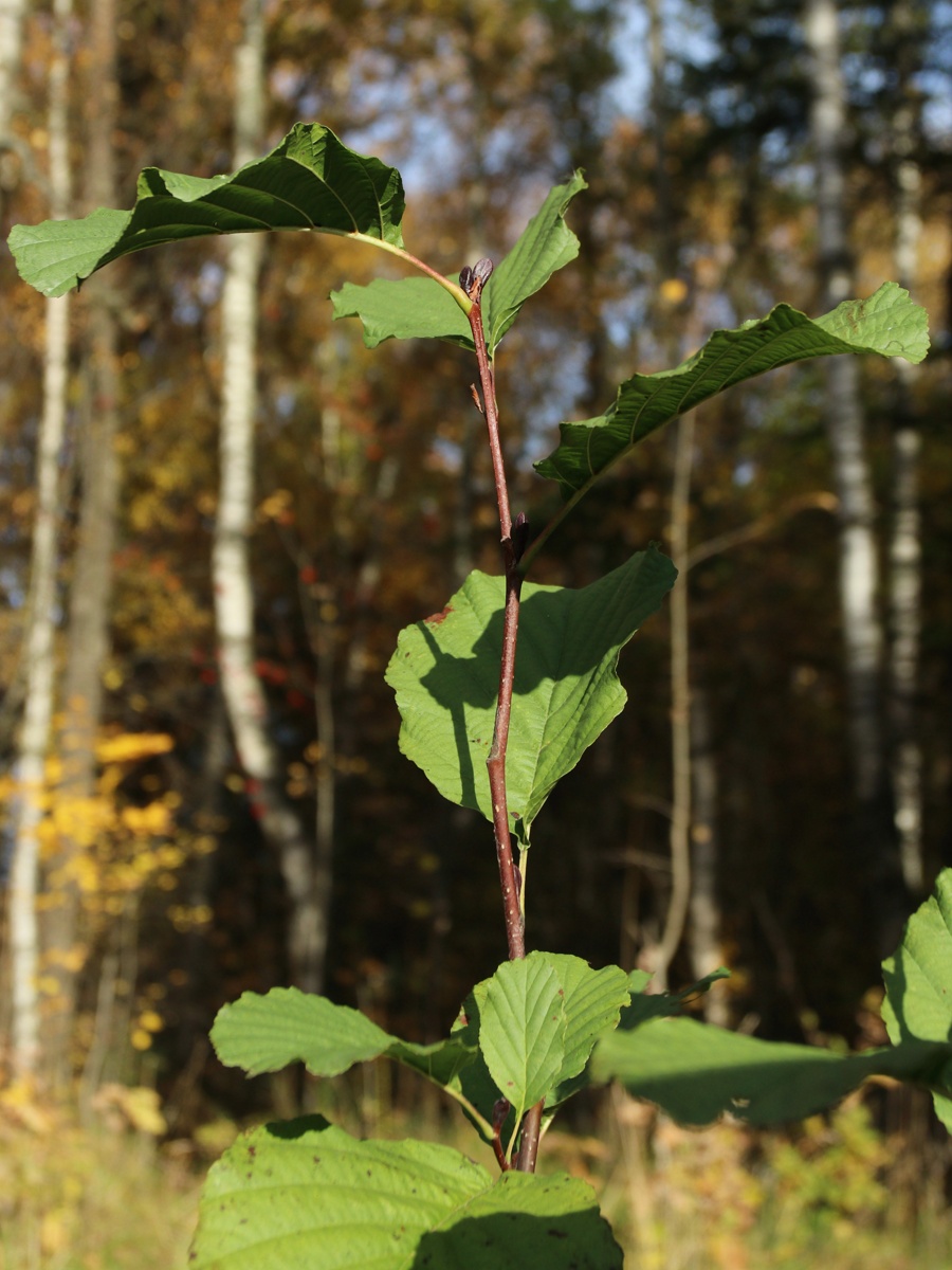 Изображение особи Alnus glutinosa.