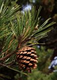 Pinus densiflora. Верхушка побега с шишкой. Южное Приморье, Побережье Японского моря, бух. Средняя. 21.10.2008.