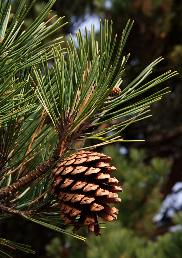 Изображение особи Pinus densiflora.