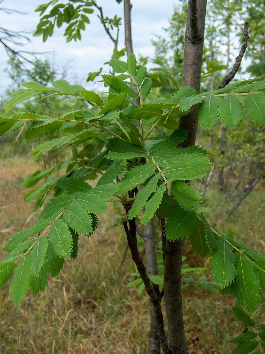 Image of Sorbus domestica specimen.