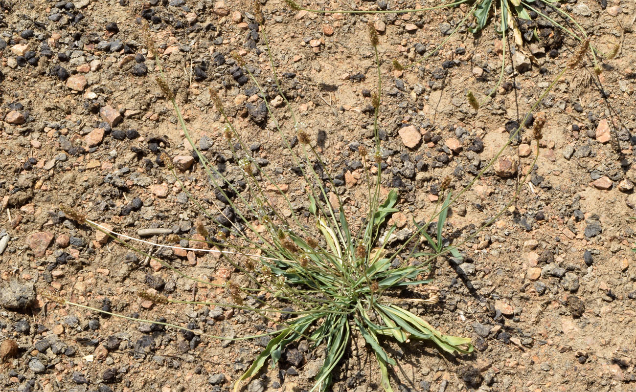 Image of Plantago lanceolata specimen.
