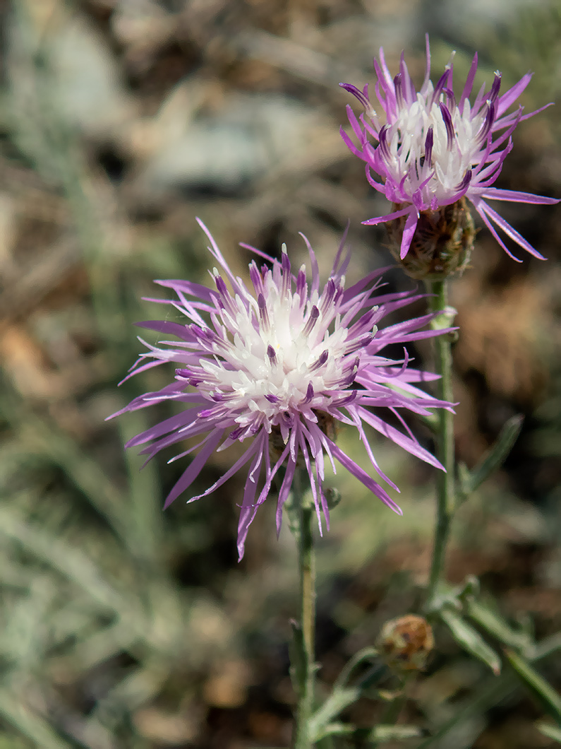 Image of Centaurea caprina specimen.