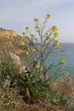 Sisymbrium orientale