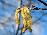 Corylus avellana