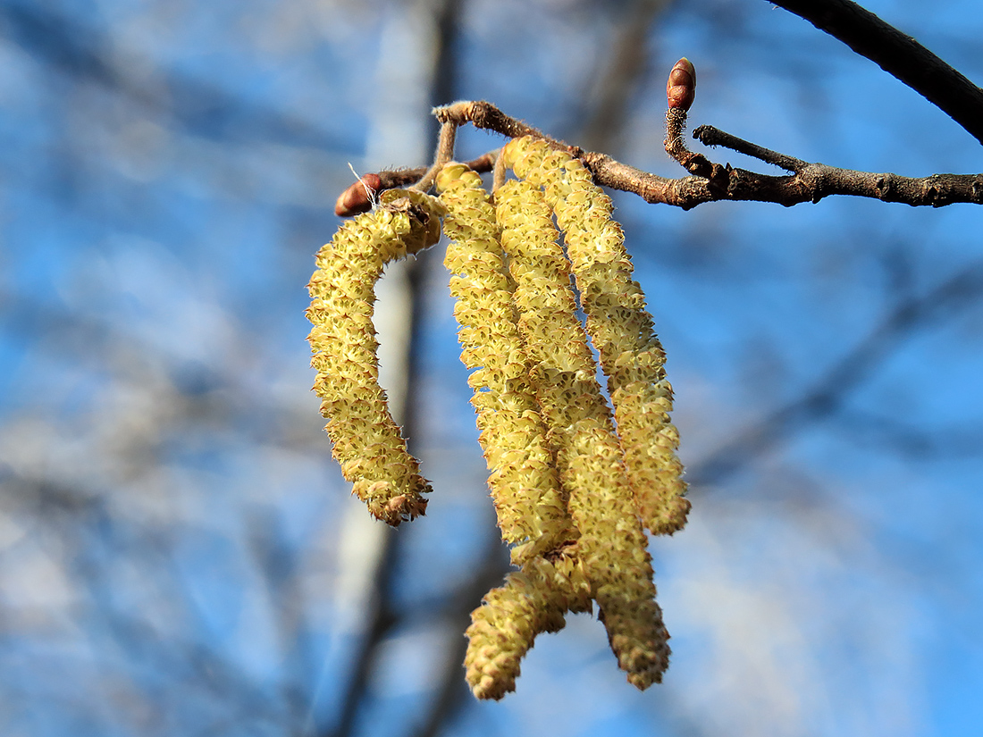 Изображение особи Corylus avellana.