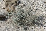 Heliotropium maris-mortui. Цветущий старый куст в каменистой пустыне. Израиль, склон к Мёртвому морю. 21.02.2011.