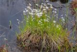 Trichophorum alpinum