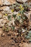 Trigonella strangulata