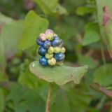 Chylocalyx perfoliatus