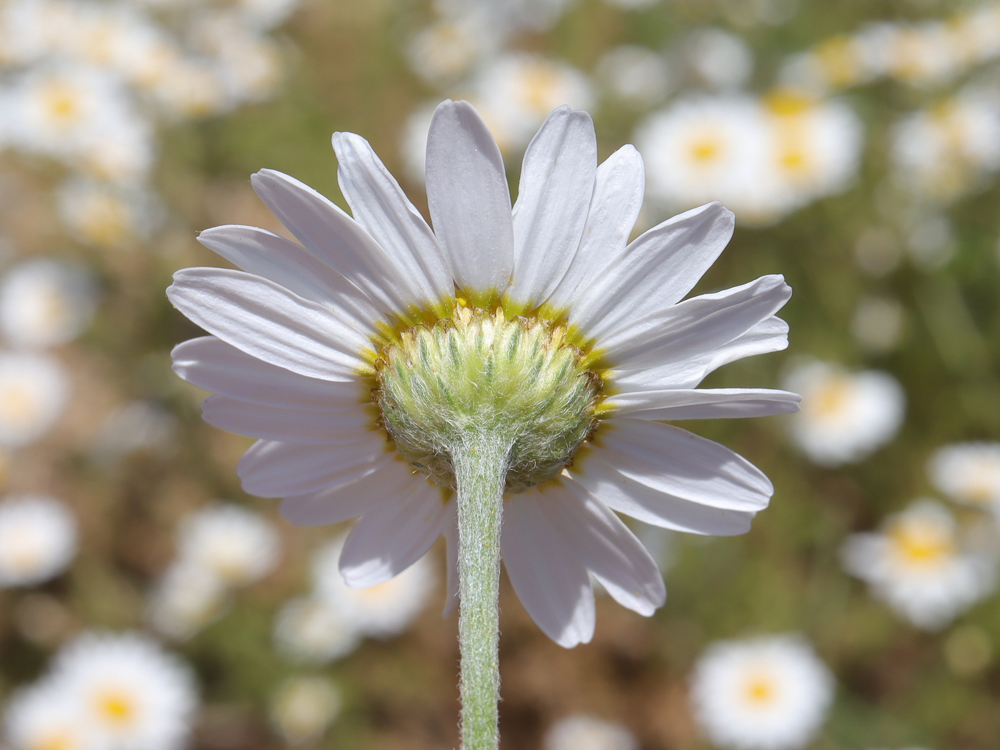 Image of Anthemis austriaca specimen.