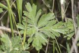 View full-size image Crataegus orientalis